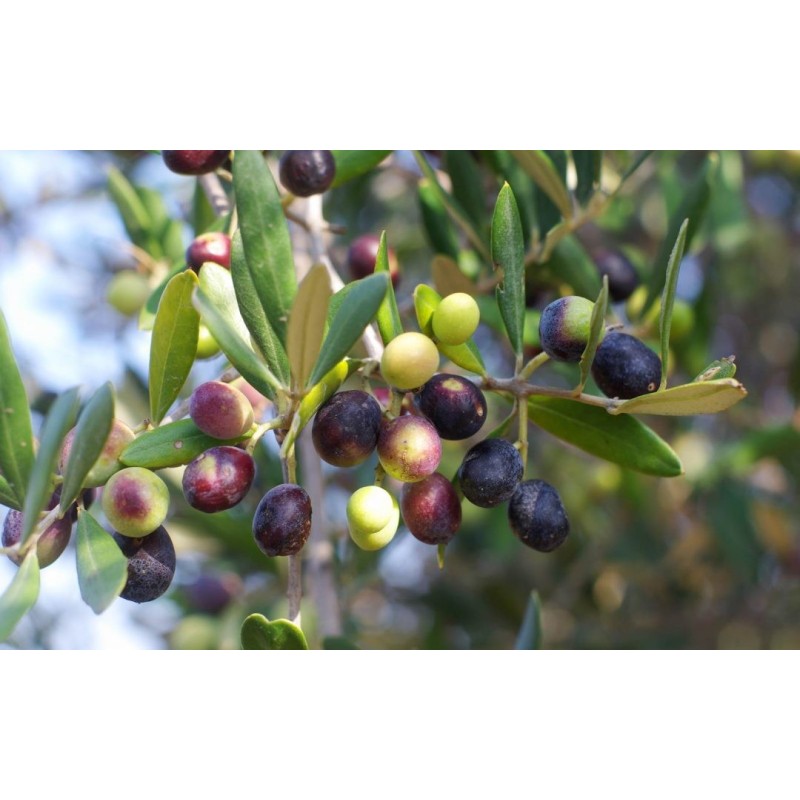 Bella di spagna - olives...